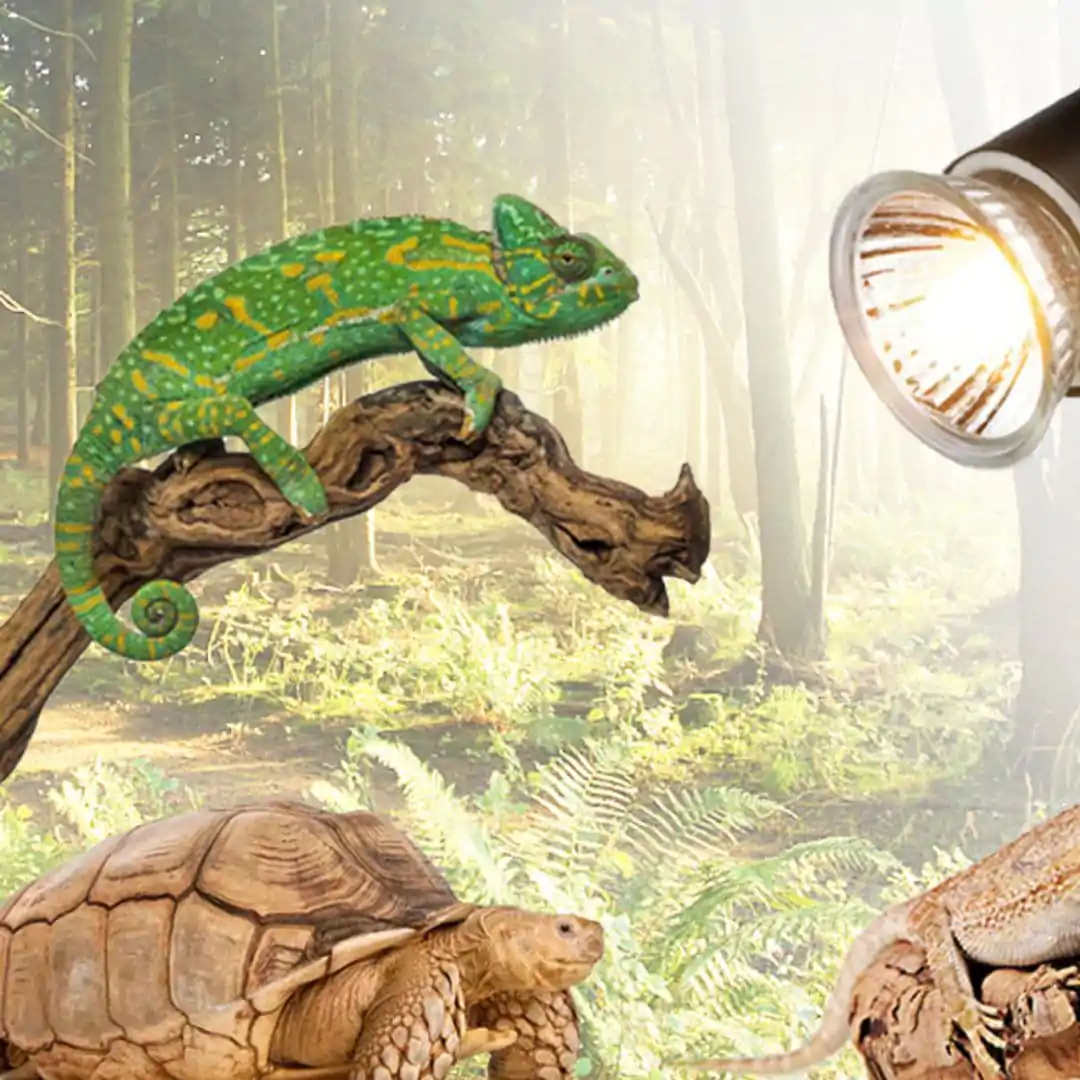 Lâmpada uv para répteis uva + uvb 3.0, lâmpadas de aquecimento e controlador de temperatura para tartaruga,