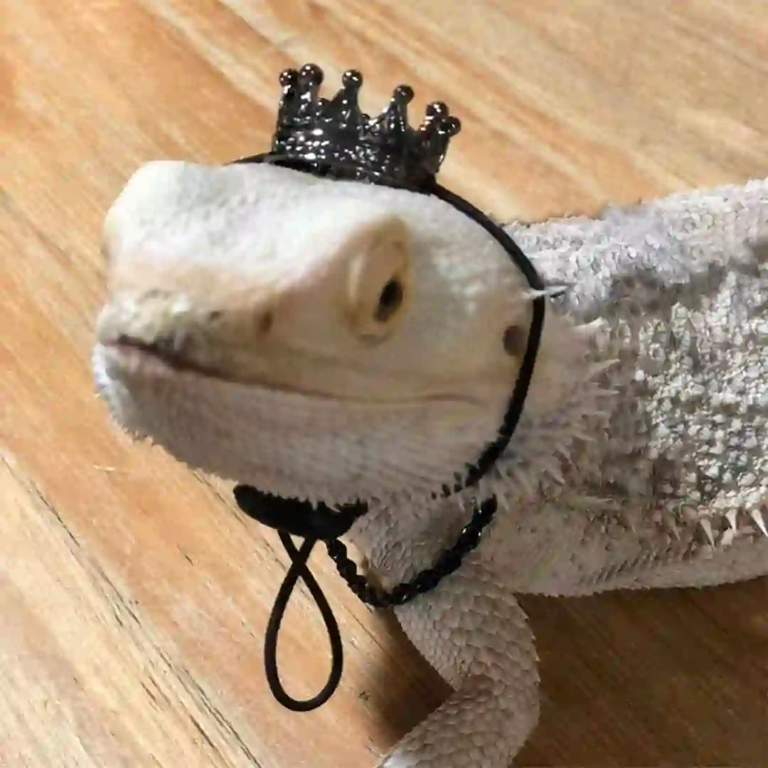 Coroa para Réptil confortável moda fivela pet chapéu lindo que torna seu lagarto o rei da po... toda - Image 3