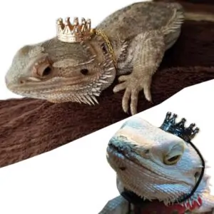 Coroa para Réptil confortável moda fivela pet chapéu lindo que torna seu lagarto o rei da po... toda