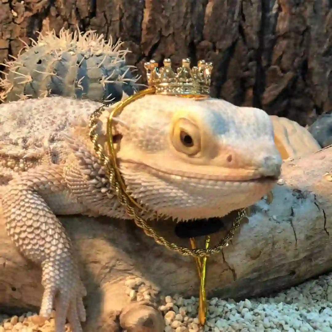 Coroa para Réptil confortável moda fivela pet chapéu lindo que torna seu lagarto o rei da po... toda - Image 4